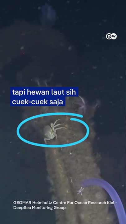 Hewan di Laut Jerman Bertahan Hidup di Atas Bom