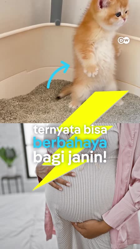 Apakah Kucing Berbahaya Bagi Ibu Hamil?