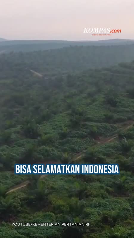Muncul Narasi Sawit Bisa Jadi Penyelamat RI Saat Krisis Minyak Global, Benarkah?