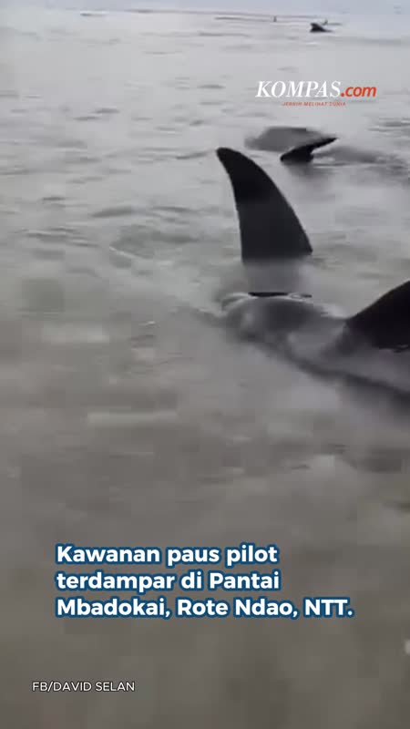 50 Paus Pilot Terdampar Di Rote Ndao NTT, 6 Ekor Mati