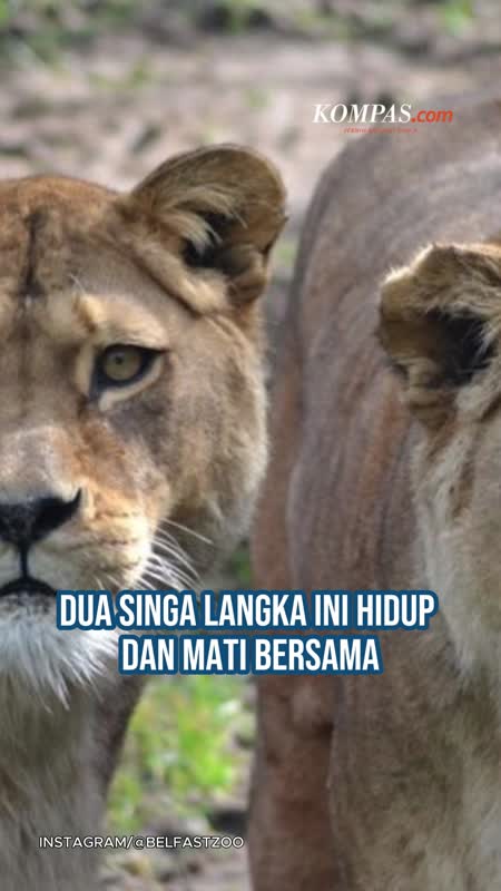 2 Singa Langka Disuntik Mati, Telah Hidup Bersama Selama 22 Tahun