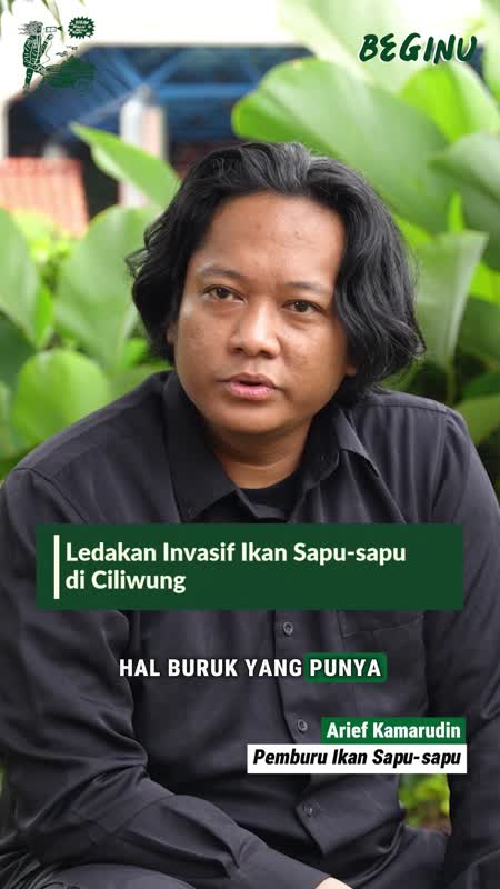 Ledakan Invasif Ikan Sapu-sapu Di Ciliwung | Beginu Short