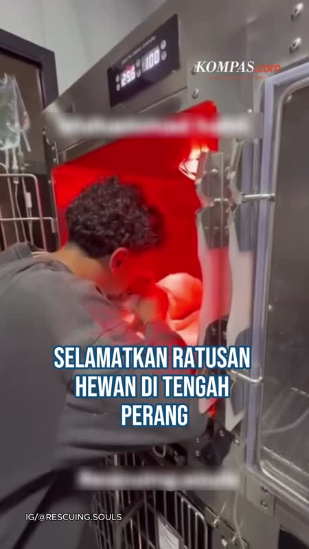 Kisah Habli, Pemuda Selamatkan Kucing-Anjing Korban Perang Di Lebanon