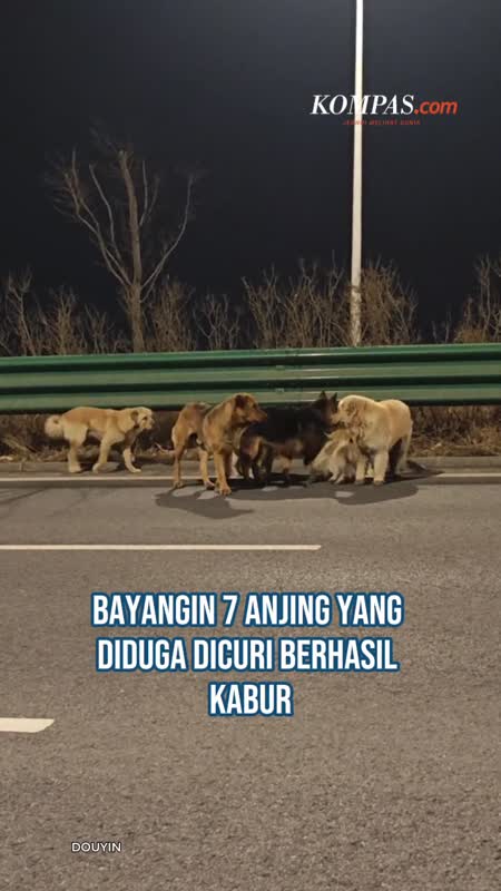 7 Anjing Kabur Dari Penjagalan, Pulang Bareng Sejauh 17 Kilometer
