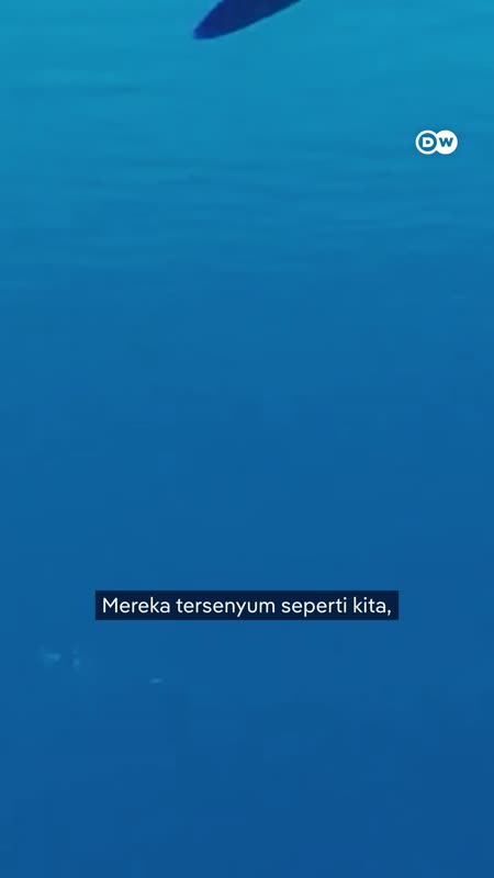 Apakah Lumba-Lumba Juga Bisa Kena Alzheimer?