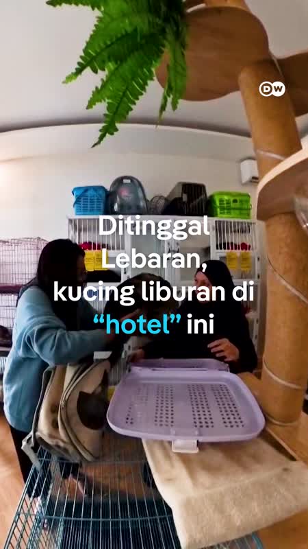 Hotel Kucing Solusi Saat Musim Mudik Lebaran