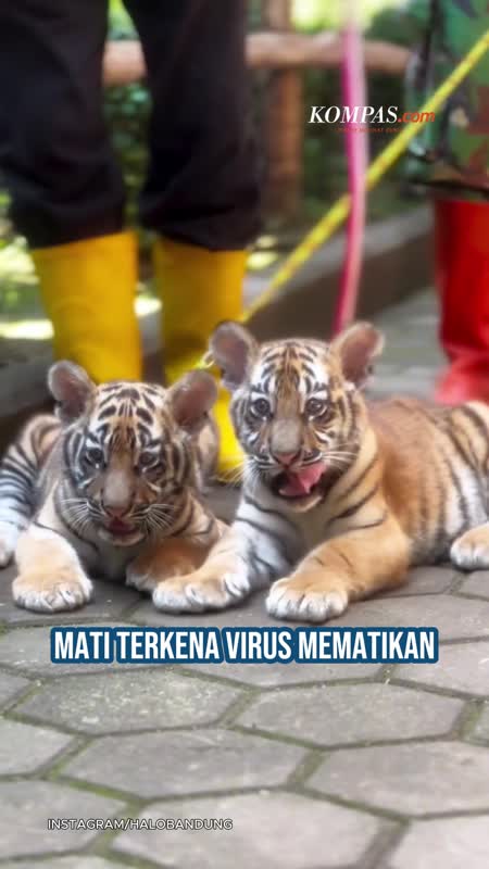 2 Anak Harimau Benggala Bandung Zoo Mati, Berselang 2 Hari