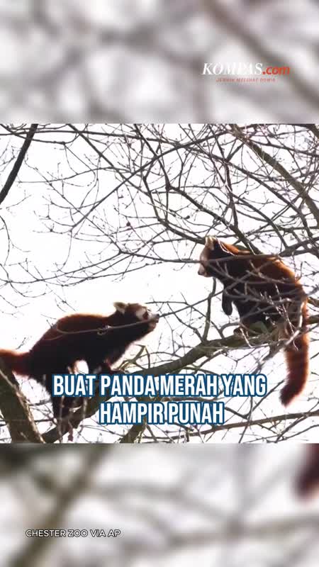 Kian Langka, “Blind Date” Panda Merah di Inggris demi Selamatkan Populasi