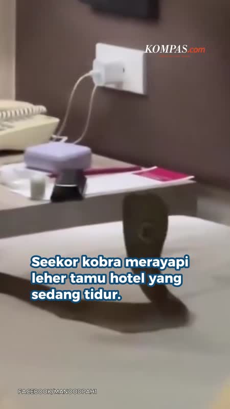 Kobra Merayap Di Leher Tamu Saat Tidur Di Hotel, Dikira Mimpi