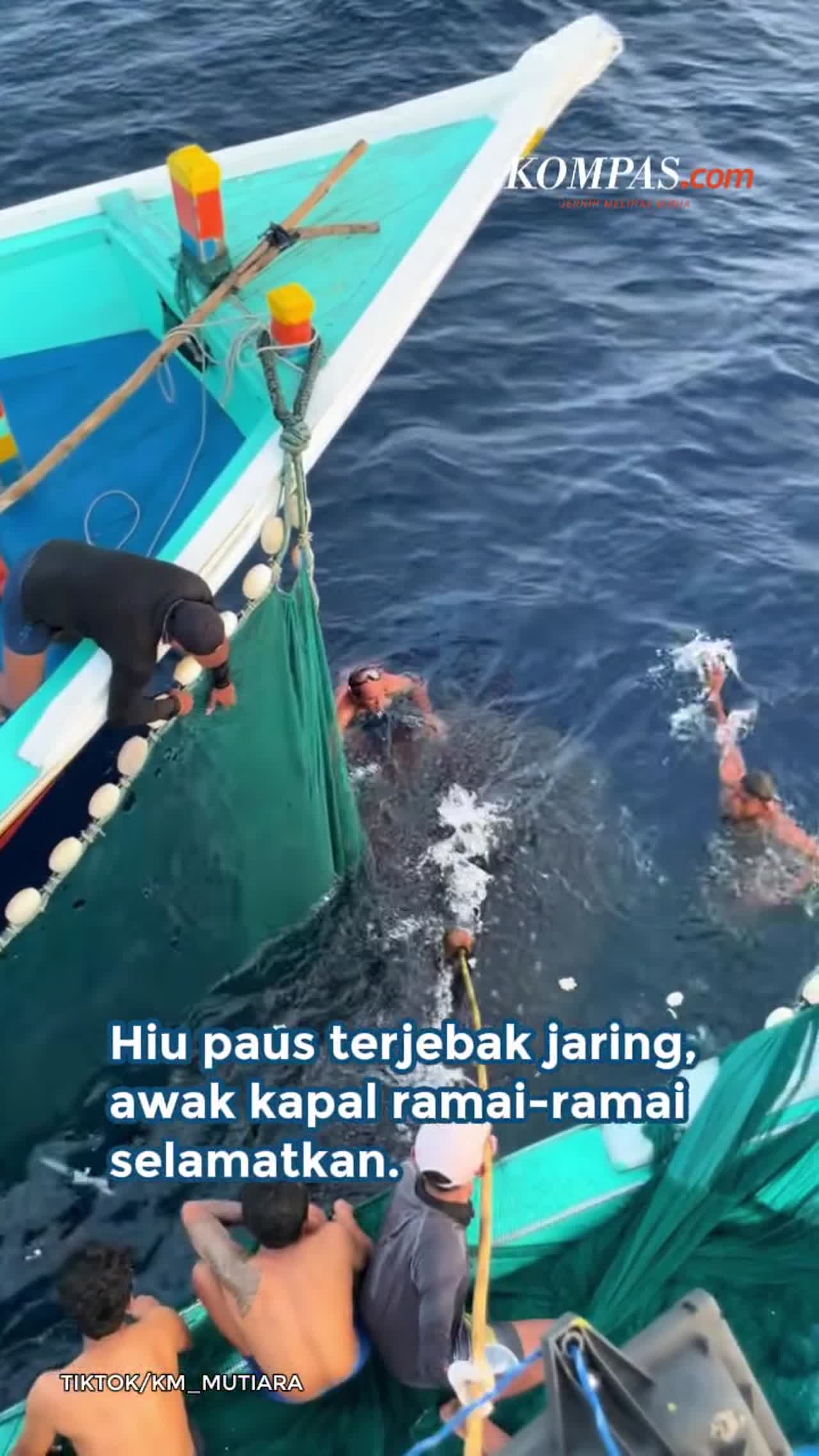 Hiu Paus Terjebak Jaring, Awak Kapal Ramai-ramai Selamatkan