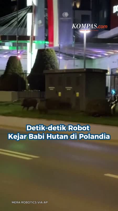 Detik-detik Robot Kejar Babi Hutan di Polandia