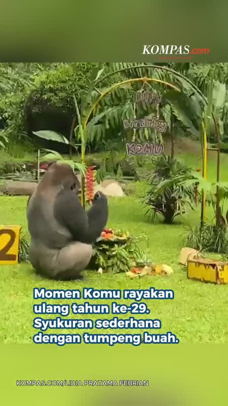 Tingkah Lucu Komu Saat Makan Tumpeng Buah Di Ultah Ke-29