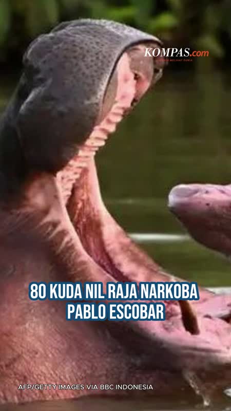 80 Kuda Nil Warisan Pablo Escobar di Kolombia Terancam Dimusnahkan