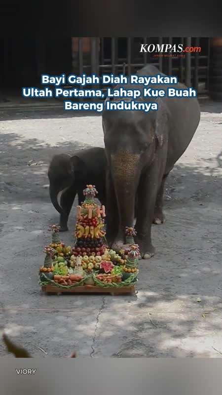 Bayi Gajah Diah Rayakan Ultah Pertama, Lahap Kue Buah Bareng Induknya