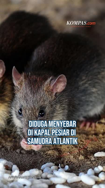 Hantavirus Diduga Menyebar Di Kapal Pesiar, Tewaskan 3 Orang