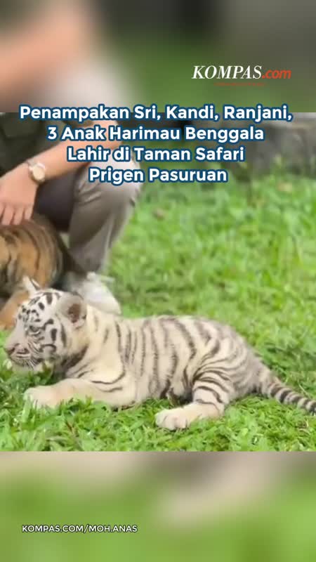 Penampakan Sri, Kandi, Ranjani, 3 Anak Harimau Benggala Lahir di Taman Safari Prigen Pasuruan