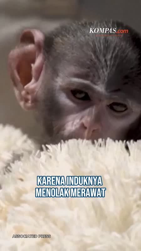 Yuji, Bayi Monyet Yang Terus Peluk Boneka Gara-gara Induknya Ogah Merawat