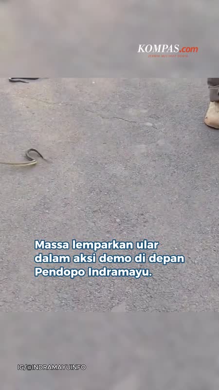 Massa Lempar Ular gara-gara Gagal Temui Bupati Lucky Hakim
