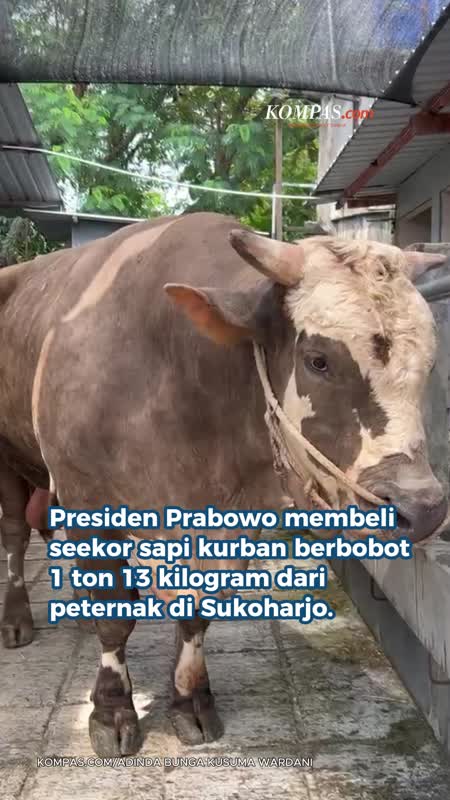 Sapi Kurban 1 Ton Prabowo Kerap "Diajak Ngobrol" Dan Dimandikan Pemiliknya