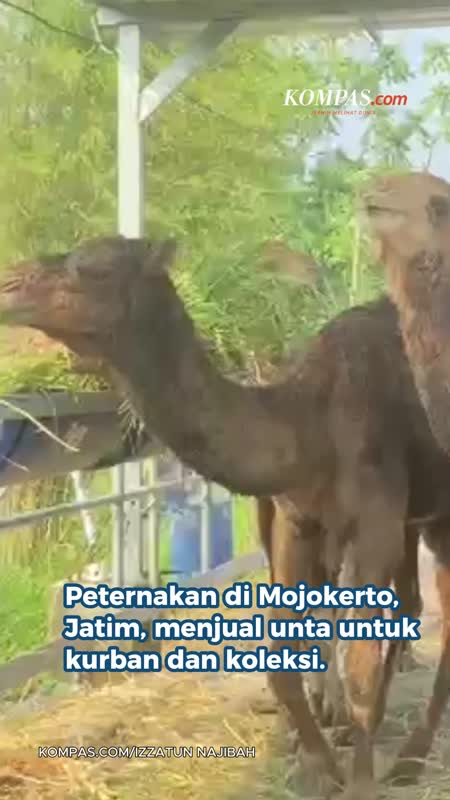 Peternak Mojokerto Datangkan Unta dari Arab Saudi, Dijual untuk Kurban