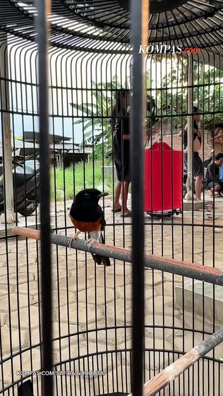 Serunya Dunia Kicau Mania, Burung Ditawar hingga Rp 70 Juta
