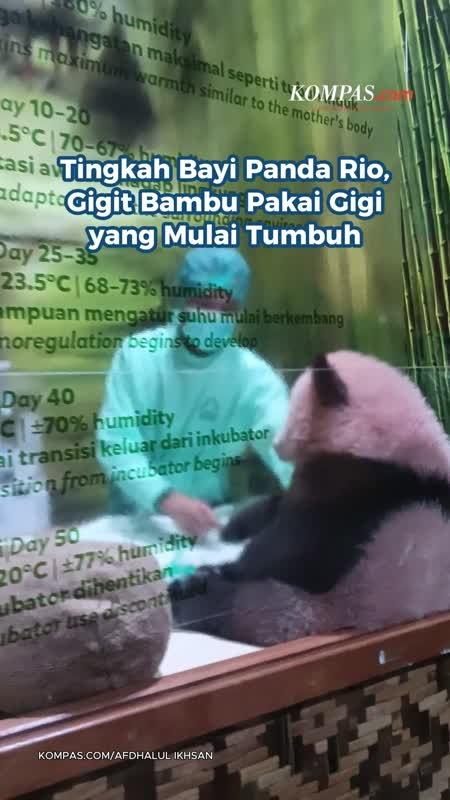 Tingkah Bayi Panda Rio, Gigit Bambu Pakai Gigi yang Mulai Tumbuh