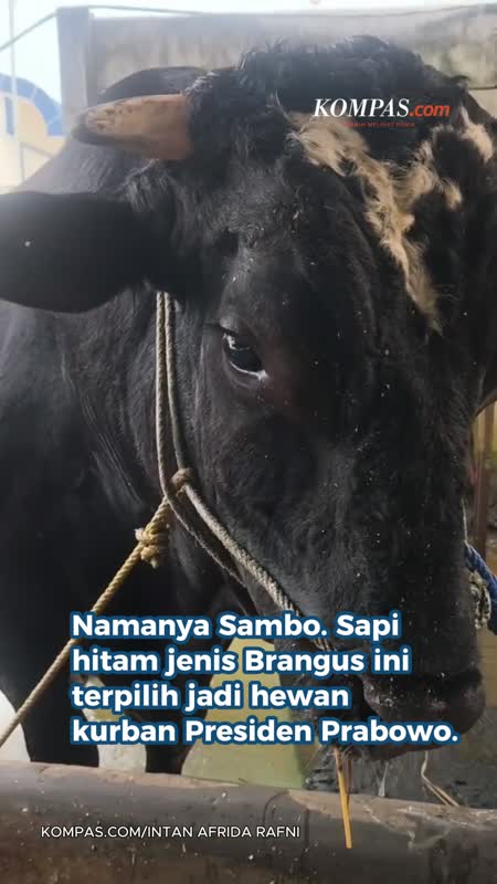 Sambo, Sapi Jumbo Asal Tangerang yang Dibeli Presiden Prabowo Rp 122 Juta