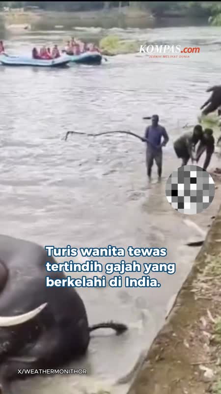 Turis Tewas Tertindih 2 Gajah Yang Berkelahi Di India