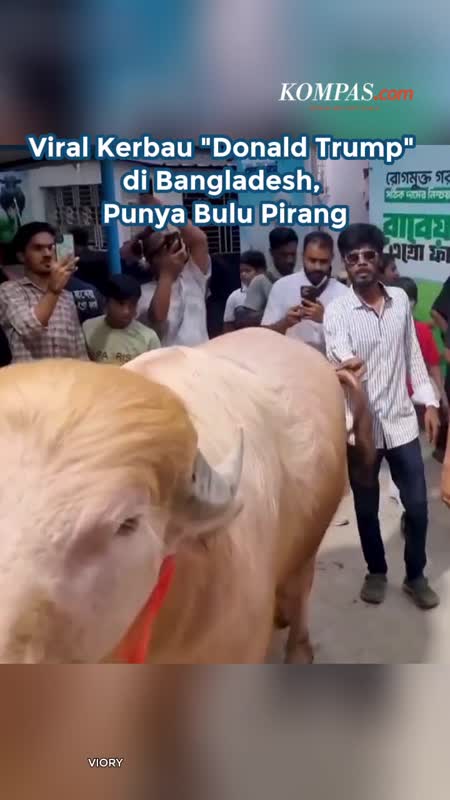 Viral Kerbau "Donald Trump" di Bangladesh, Punya Bulu Pirang