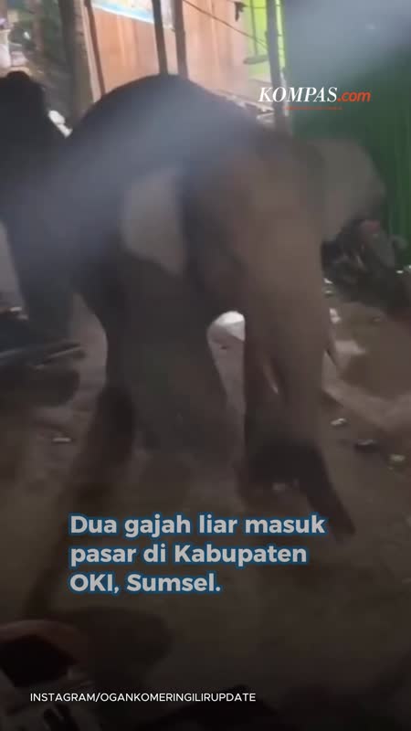 Dua Gajah Masuk Pasar Di OKI, Warga Panik