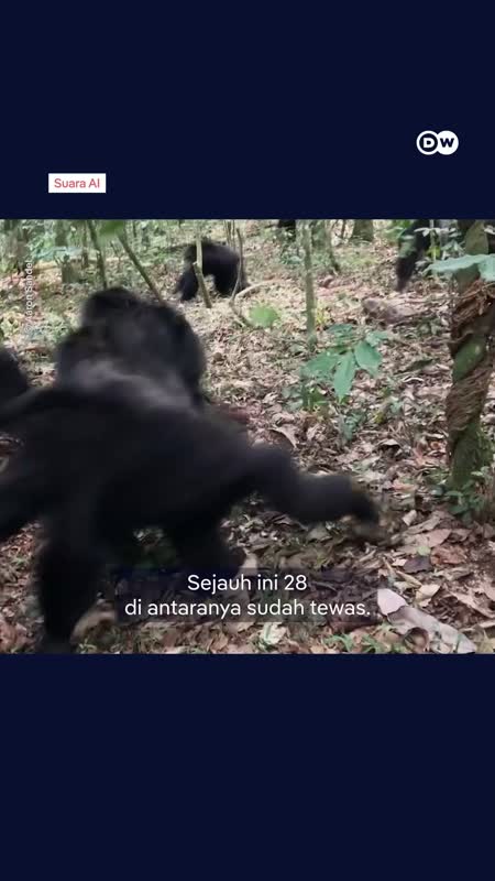 Kenapa Simpanse Bisa Perang Saudara?