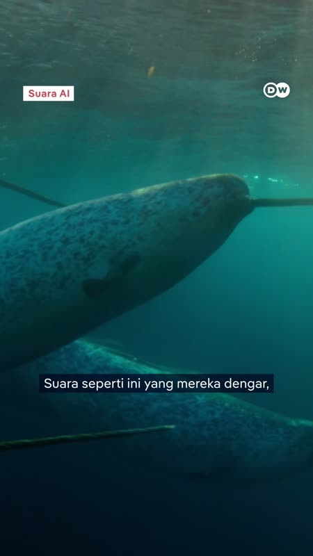 Paus Narwhal Yang “Dibungkam” Oleh Kebisingan Kapal