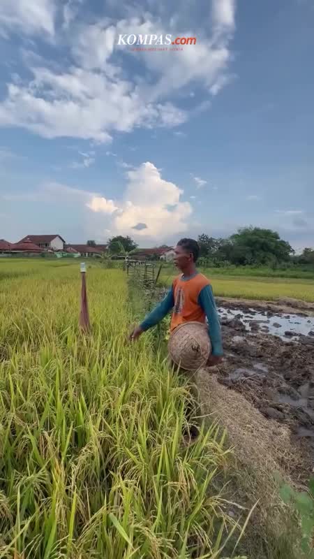 Petani Indonesia: Lahan Menyempit, Pendapatan Dikit, Regenerasi Sulit