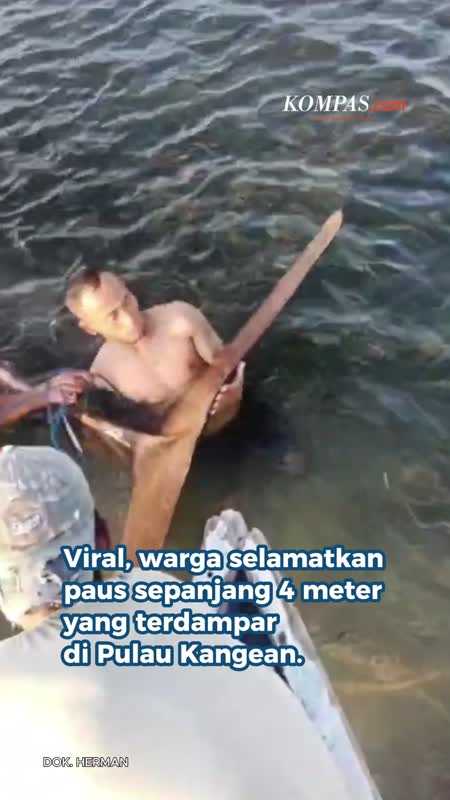 Paus Sepanjang 4 Meter Terdampar Di Pantai Sumenep, Melawan Saat Dievakuasi