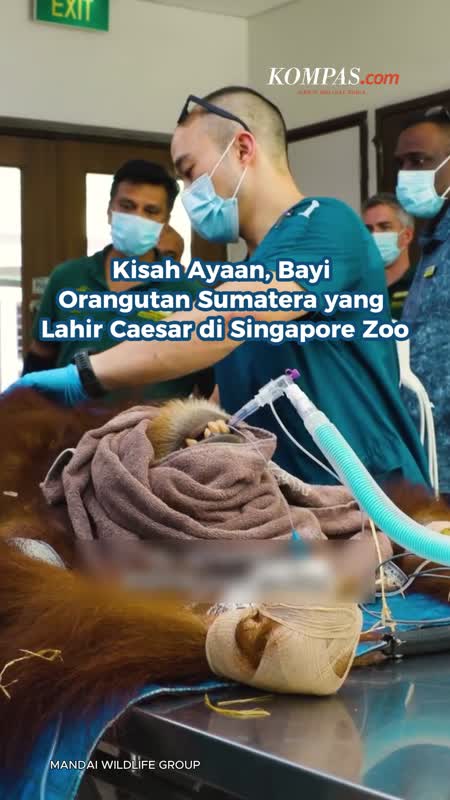 Kisah Ayaan, Bayi Orangutan Sumatera yang Lahir Caesar di Singapore Zoo