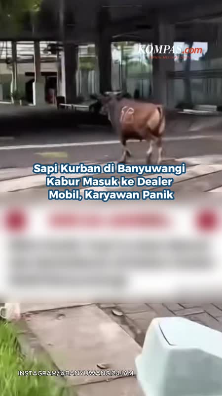 Sapi Kurban Di Banyuwangi Kabur Masuk Ke Dealer Mobil, Karyawan Panik