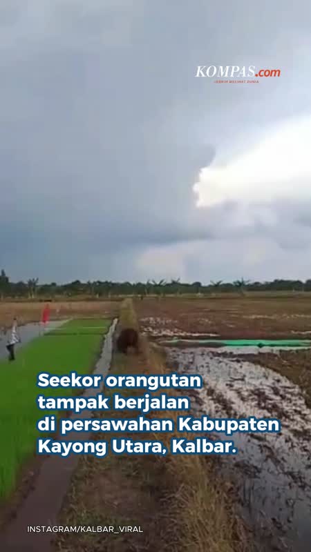 Orangutan Masuk Kampung Di Kalbar, Diduga Cedera
