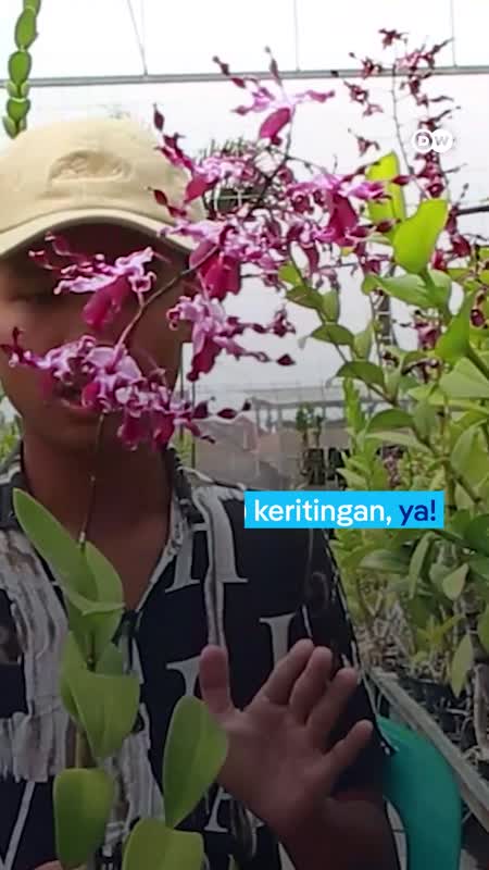 Indonesia Plasma Nutfah Anggrek Terbesar di Dunia