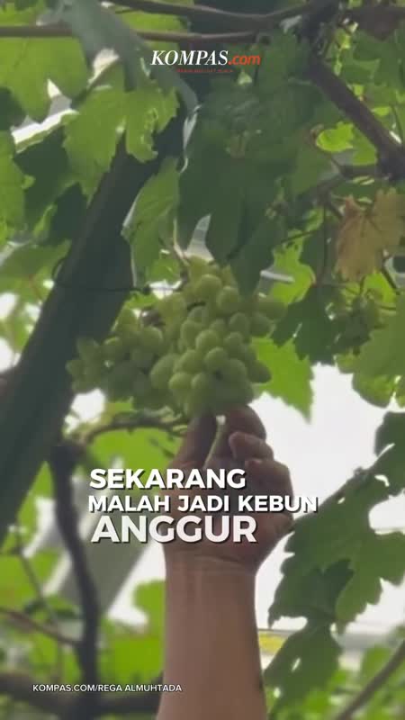 Gang Cemara Koja: Dari Sarang Narkoba Ke Kebun Anggur