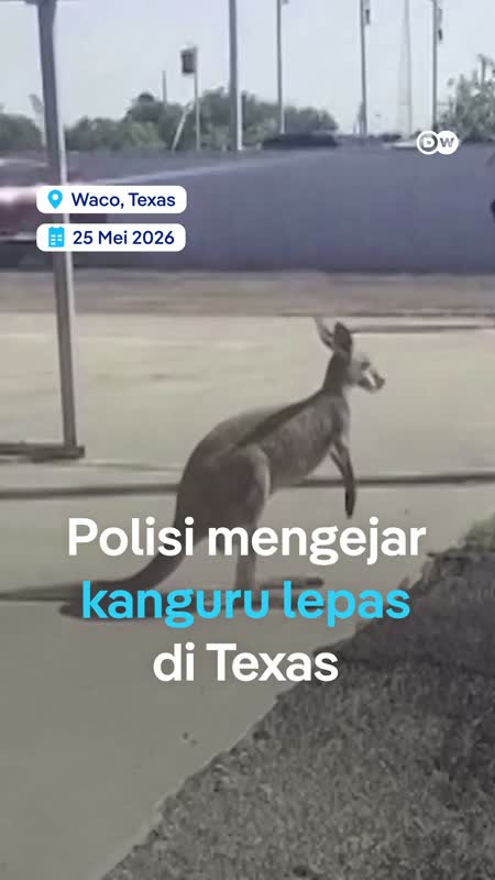 Polisi Texas Mengejar Kanguru Yang Lepas