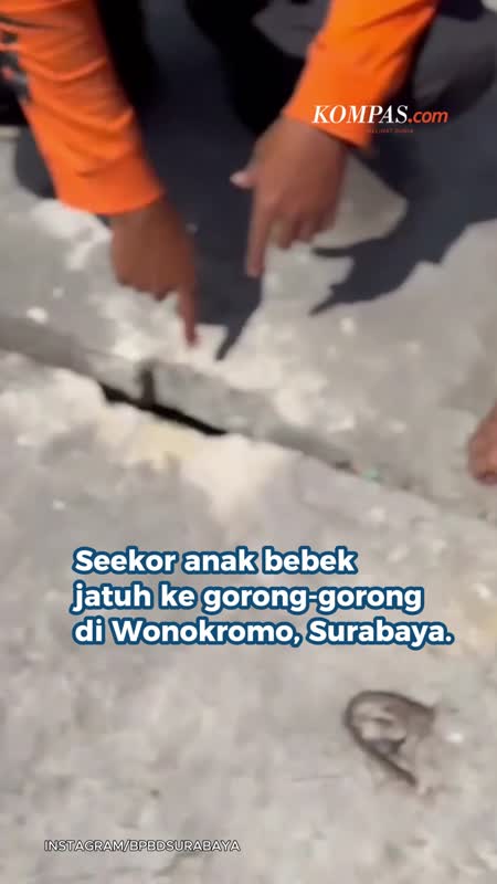 Anak Bebek Masuk Gorong-gorong, BPBD Surabaya Turun Tangan