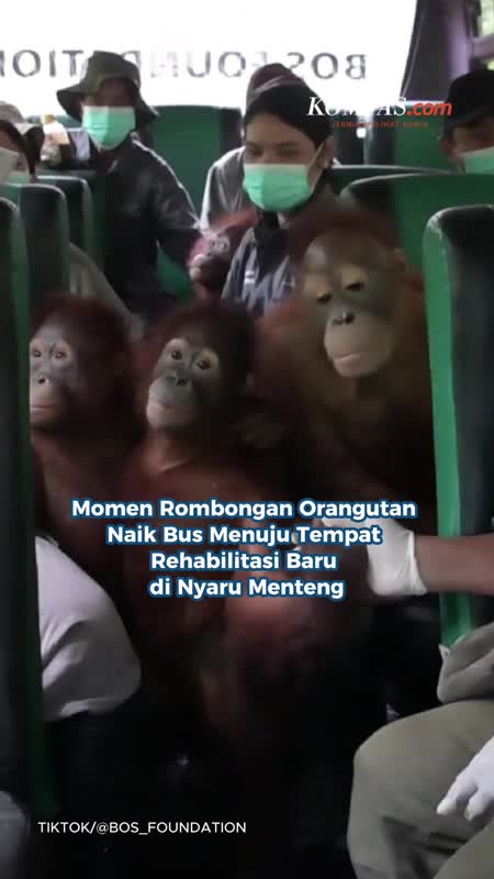 Momen Rombongan Orangutan Naik Bus Menuju Tempat Rehabilitasi Baru Di Nyaru Menteng