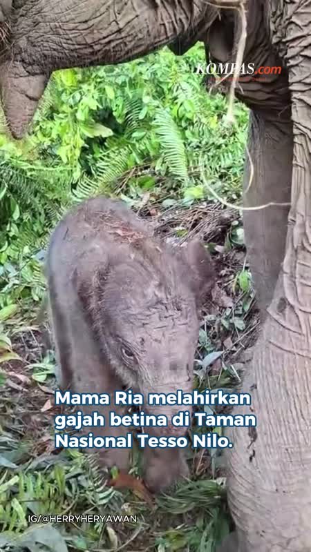 Mama Ria Lahirkan Anak Gajah, Domang Punya Adik