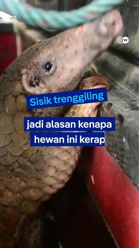Trenggiling, Hewan Yang Banyak Diperdagangkan Padahal Berguna Bagi Ekosistem
