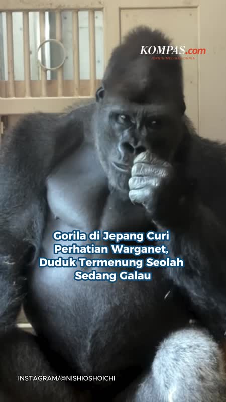 Gorila di Jepang Curi Perhatian Warganet, Duduk Termenung Seolah Sedang Galau