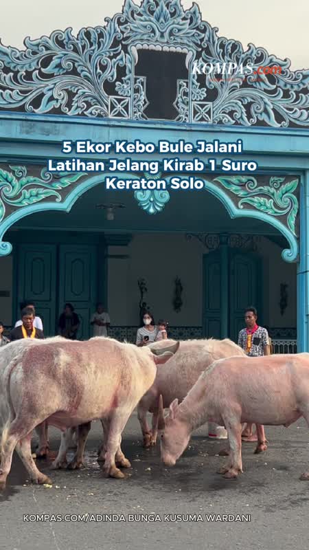 Sebanyak 5 Ekor Kebo Bule Jalani Latihan Jelang Kirab 1 Suro Keraton Solo
