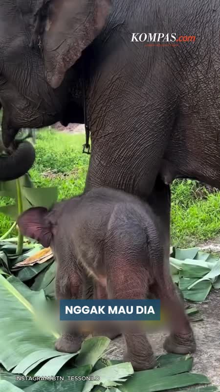 Nona Seroja, Bayi Gajah Umur 7 Hari, Penasaran Ingin Cicipi Daun Pisang