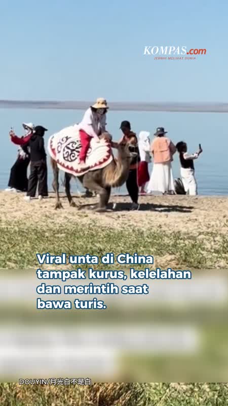 Rintihan Unta Di China Picu Kemarahan Publik, Diduga Kelelahan Bawa Turis