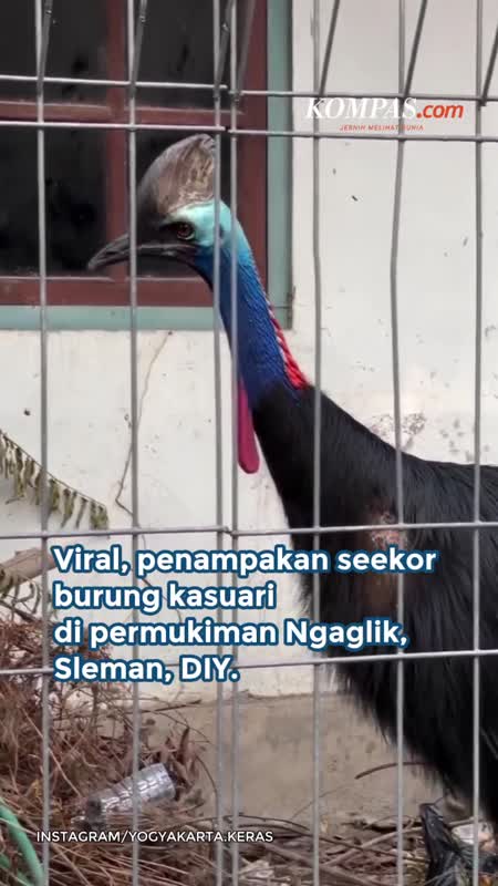 Viral Burung Kasuari di Rumah Warga Sleman, Kini Dievakuasi BKSDA Yogyakarta