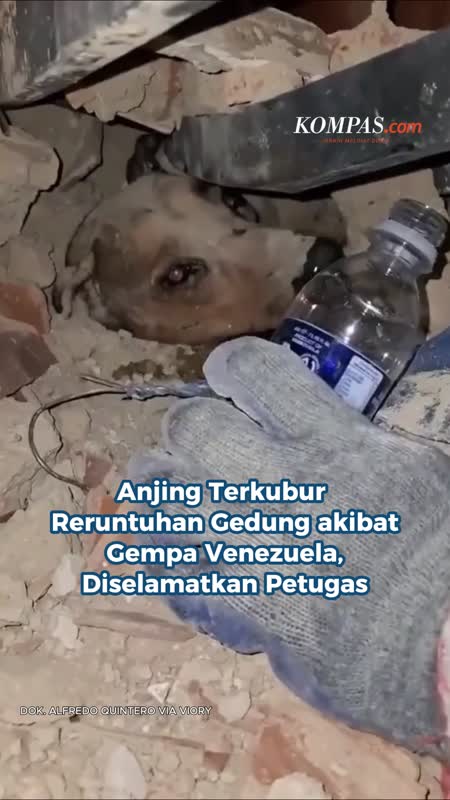 Anjing Terkubur Reruntuhan Gedung Akibat Gempa Venezuela, Diselamatkan Petugas